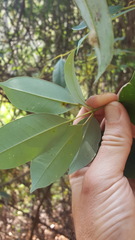 Cissus hypoglauca