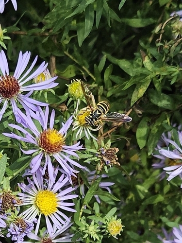 Unknown species found near Durham County, US-NC, US
