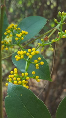 Cissus hypoglauca