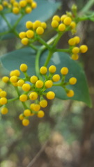 Cissus hypoglauca