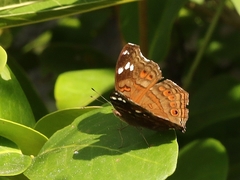 Junonia natalica