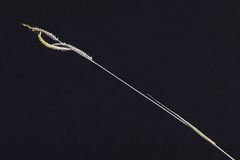 Urochloa mosambicensis