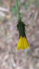 Picris hieracioides morrisonensis