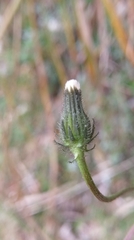Picris hieracioides morrisonensis