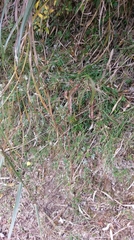 Picris hieracioides morrisonensis