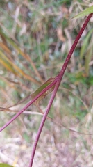 Picris hieracioides morrisonensis
