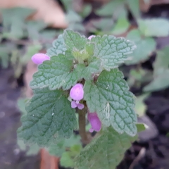 Lamium purpureum