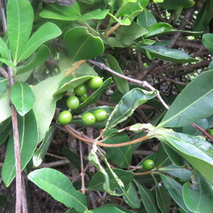 Alyxia spicata