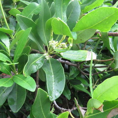 Alyxia spicata