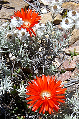 Drosanthemum lavisii