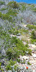 Drosanthemum lavisii