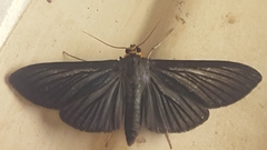 Cirrhocephalina eucharisalis