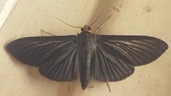 Cirrhocephalina eucharisalis