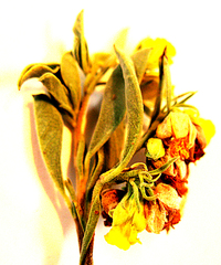 Hermannia lavandulifolia