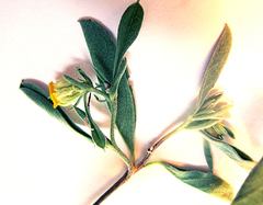 Hermannia lavandulifolia