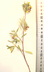 Hermannia lavandulifolia