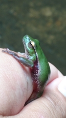 Ranoidea phyllochroa