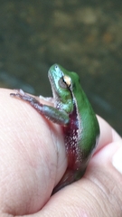 Ranoidea phyllochroa