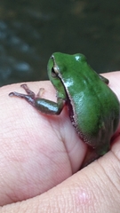 Ranoidea phyllochroa