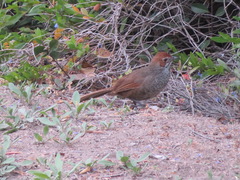 Dasyornis broadbenti