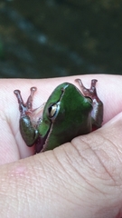 Ranoidea phyllochroa