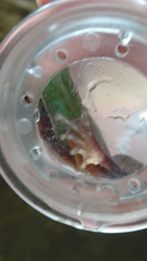 Ranoidea phyllochroa