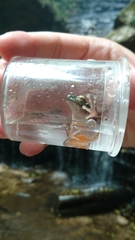 Ranoidea phyllochroa