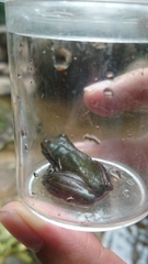 Ranoidea phyllochroa