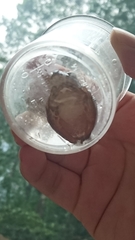 Ranoidea phyllochroa