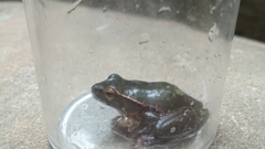 Ranoidea phyllochroa