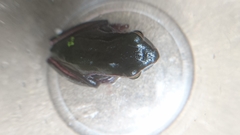 Ranoidea phyllochroa