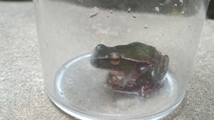 Ranoidea phyllochroa