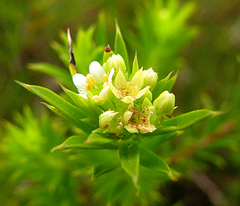 Diosma aristata
