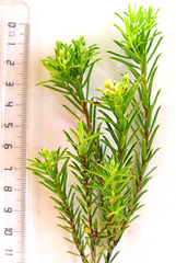 Diosma aristata