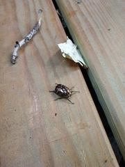 Protaetia orientalis