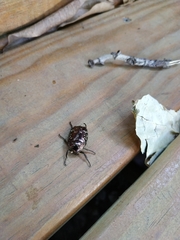 Protaetia orientalis
