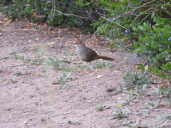 Dasyornis broadbenti