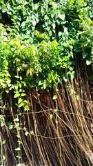 Cissus repens