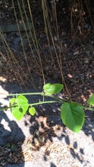 Cissus repens
