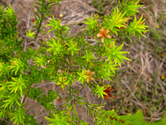 Diosma aristata