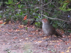 Dasyornis broadbenti