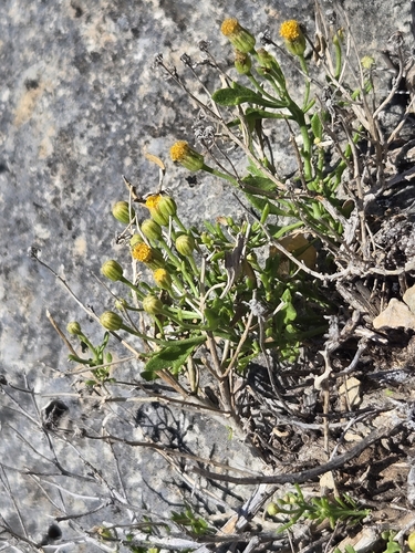 Rayless rockdaisy (Laphamia angustifolia)