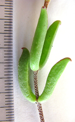Drosanthemum lavisii