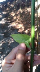 Cissus repens