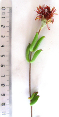 Drosanthemum lavisii