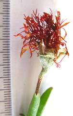 Drosanthemum lavisii