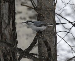 Sitta europaea albifrons
