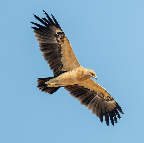 Greater Spotted Eagle, photo 5 of 9