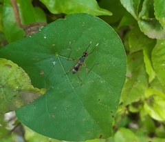 Rainieria