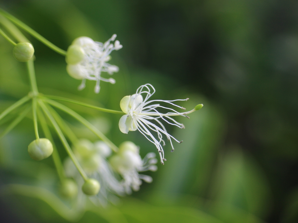 Capparis lanceolaris